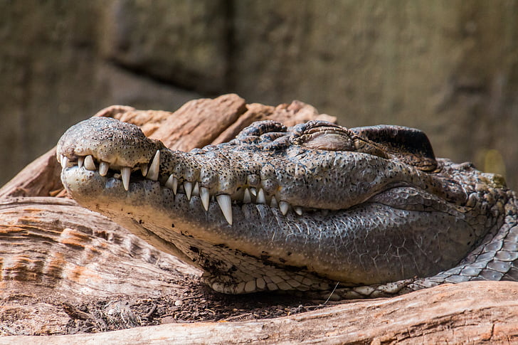 selective focus photography of crocodile