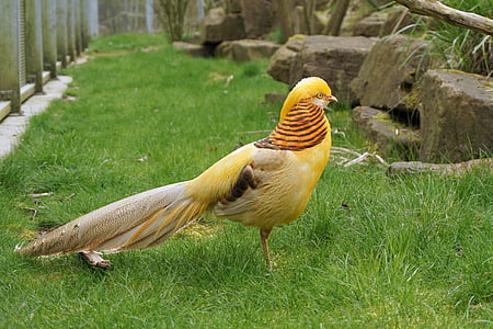 yellow and brown bird on green grass