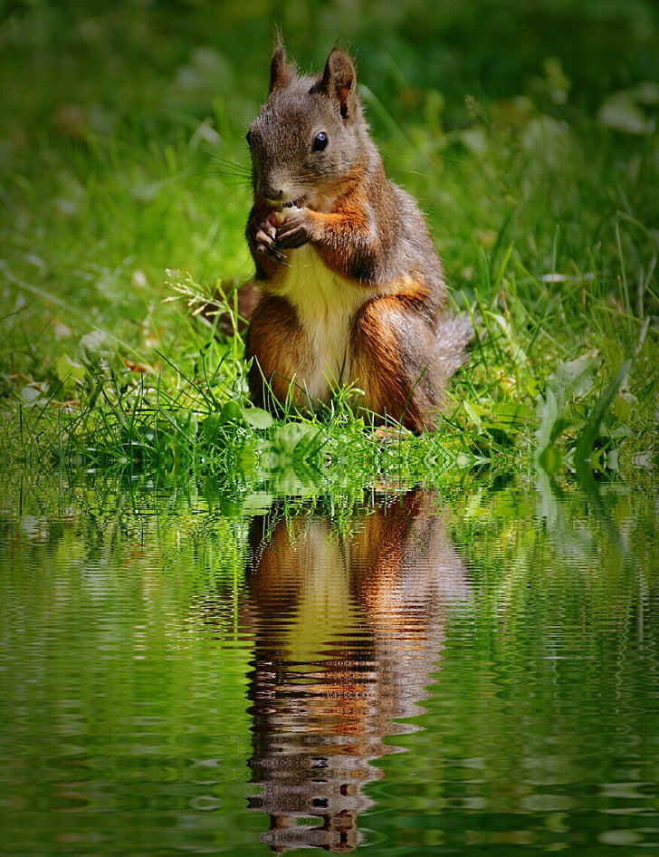 squirrel eating nut beside body of water