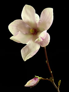 white and pink saucer magnolia flower closeup photography