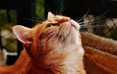 orange Tabby cat looking up