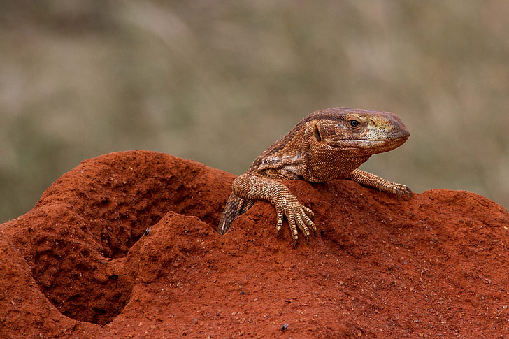 selective focus photography of brown reptile