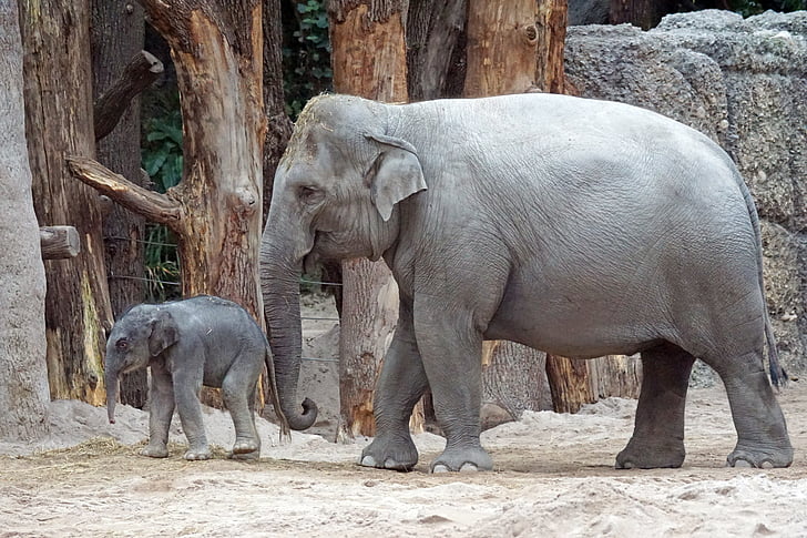 two gray elephants in zoo during daytime