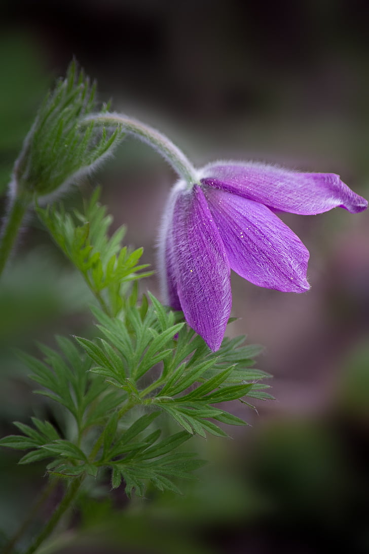 closeup photography of purple pasque flower