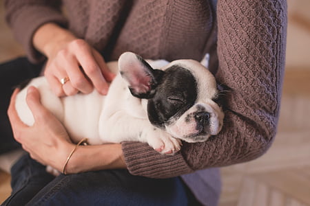 person wearing brown cable knit cardigan holding sleeping white and black French bulldog puppy
