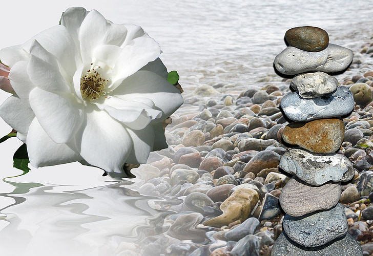 Royalty-Free photo: White rose beside pebbles - PickPik