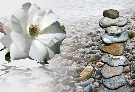 white rose beside pebbles