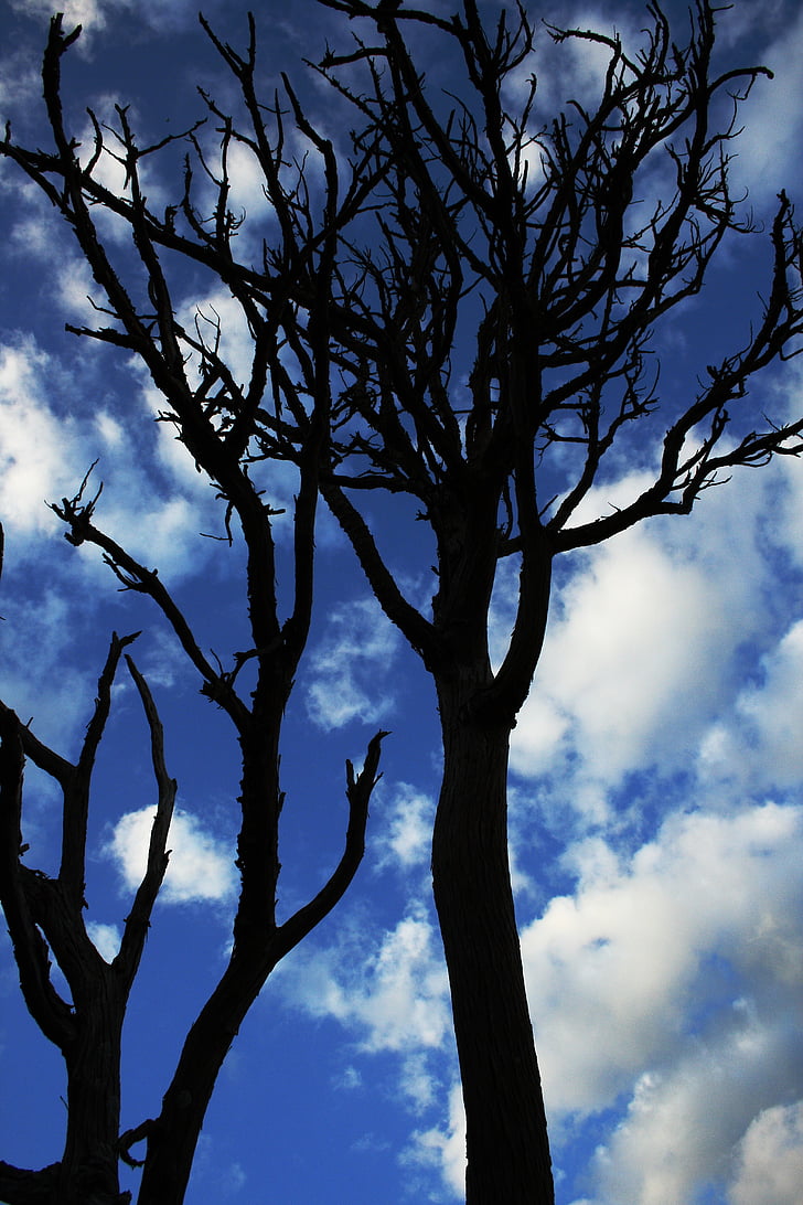 silhouette of withered tree under blue cloudy sky during daytime