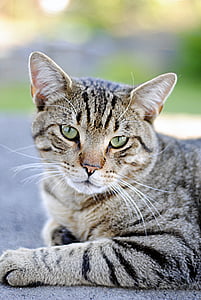 closeup photography of brown tabby cat