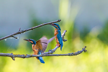 two hummingbirds on tree branch
