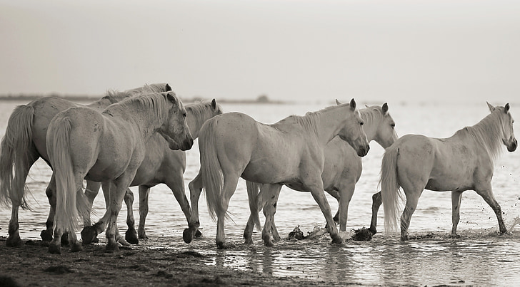 six white horse at body of water during daytime