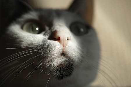 close-up photo of short-fur white cat