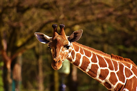 photo of giraffe at daytime