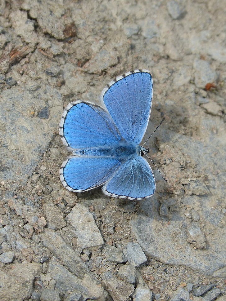 close up photo of common blue butterfly on brown soil