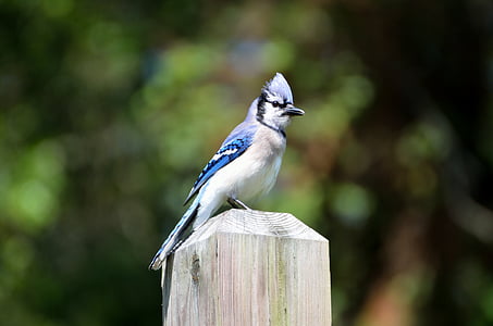 selective focus photography of white, blue, and black bird on wooden post