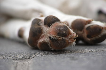 selective focus photography of short-coated white dog pow on gray concrete floor during daytime close-up photo