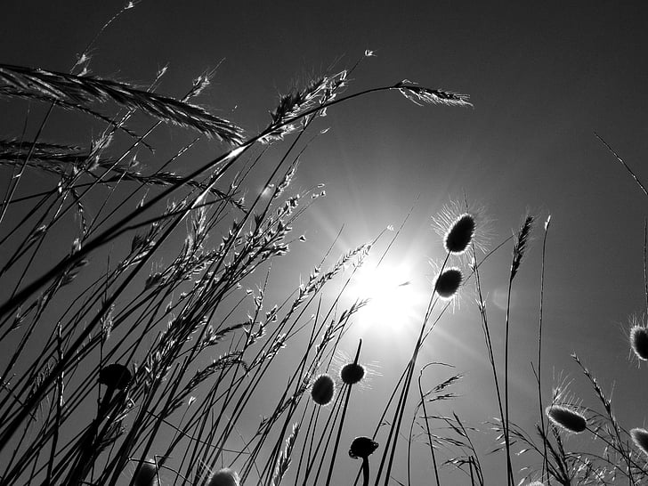 worm's eyeview photography of grass field
