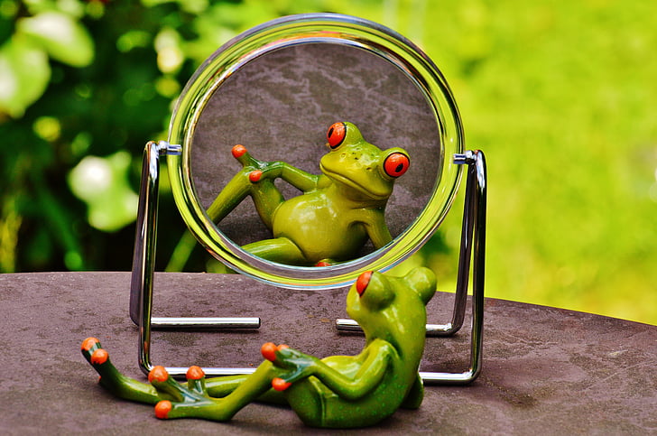 frog sitting in front of mirror