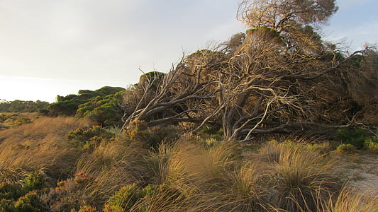 landscape photo of trees