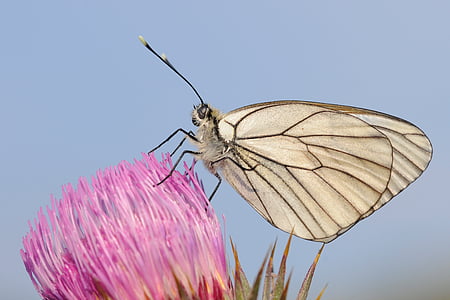 white butterfly perching on pink flower in close-up photography
