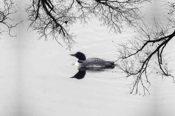 grayscale photography of duck on body of water