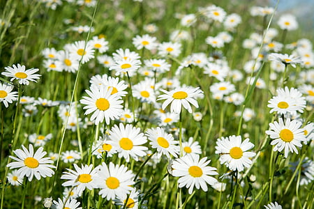 closeup photo of white petaled flower field