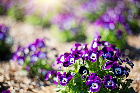 selective focus of purple-and-white petaled flowers photography
