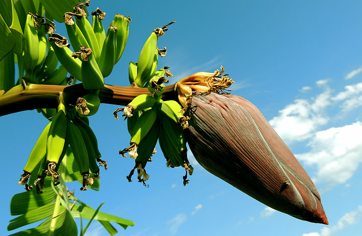closeup photo of banana blossom