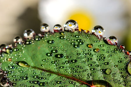 macro photograph of leaf with water drops