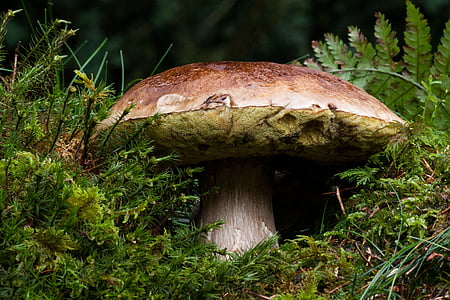 brown mushroom in closeup photography