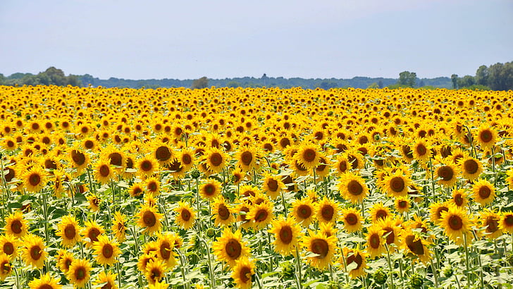 sunflowers photo during daytime