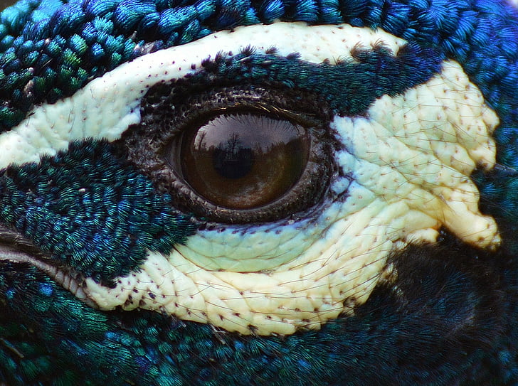 brown reptile eye