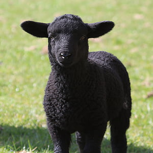black lamb photograph