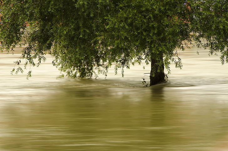 tree flooded with water