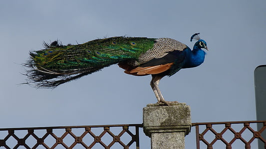 green, gray, black, and blue peacock