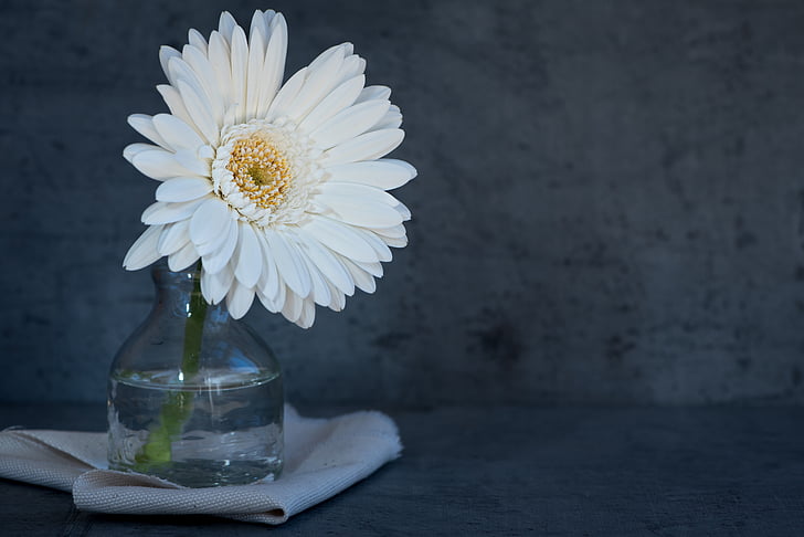 white daisy on clear glass vase