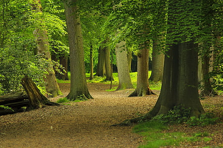 photography of green leafed trees