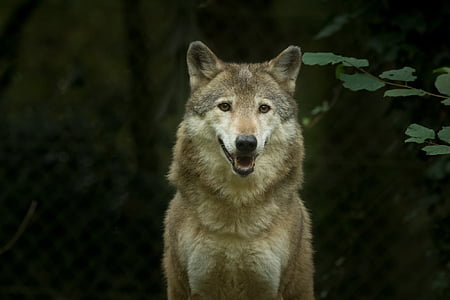 white and gray wolf during daytime