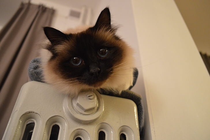 siamese kitten on home appliance