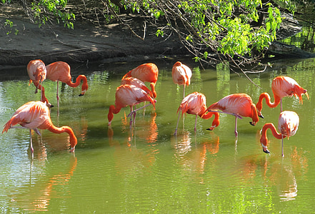 group of flamingos on river