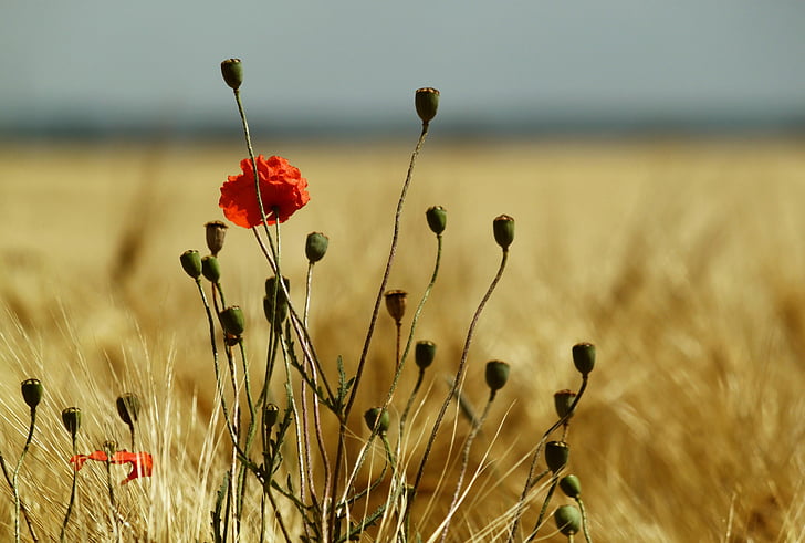 red poppy flower in closeup photo