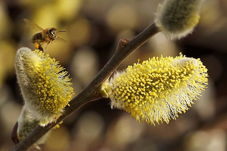 selective focus photo of brown bee pollinating on yellow flower bud