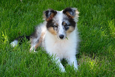 medium-coated white and brown dog lying on green grass