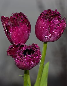 shallow focus photography of three maroon flowers