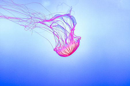 pink jellyfish digital wallpaper