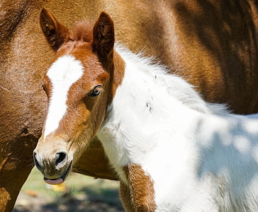 focused photography of white and brown horse pony