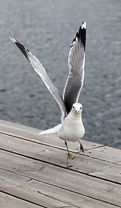 close-up photography of California gull
