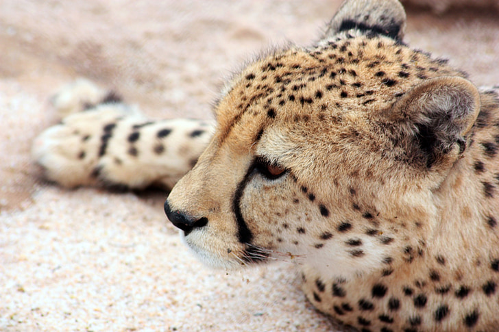 cheetah lying on sand