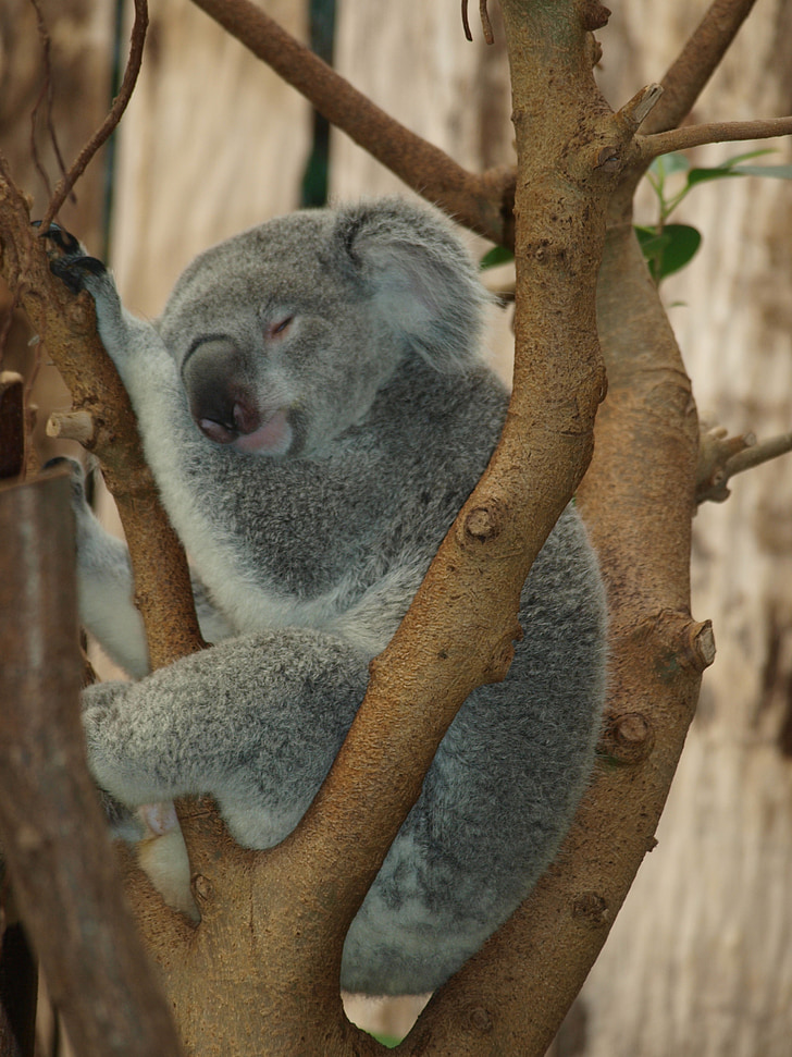 gray koala on tree sleeping