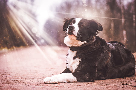 shallow focus photography of black and white dog laying on ground with sunshine effect